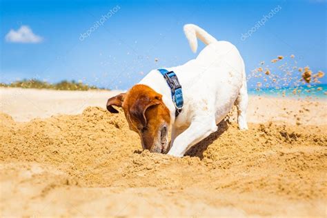 Dog digging a hole — Stock Photo © damedeeso #74207087