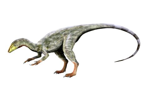 Interesting Facts About Compsognathus