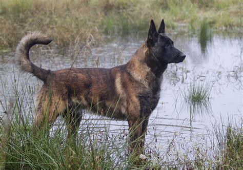 Are Dutch Shepherd Dogs Smart Dogs