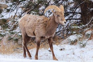 Wildlife of Rocky Mountain National Park | Rocky Mountain National Park