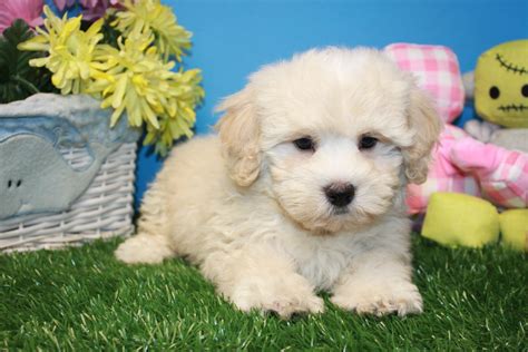 Malti Poo Puppies For Sale - Long Island Puppies