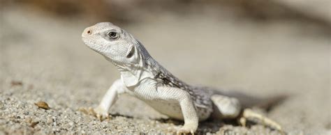 Desert Iguana - Lehigh Valley Zoo