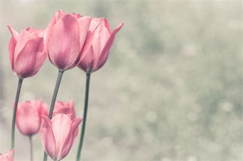 Premium Photo | Pink tulips in a garden.