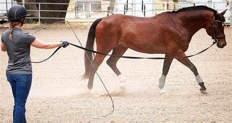 Horse & Rider Training Equipment - Riding Warehouse