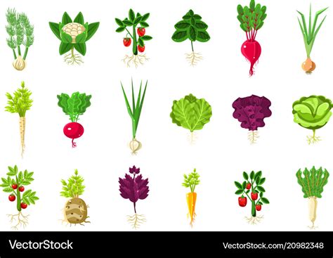 Fresh vegetable plants with roots set Royalty Free Vector