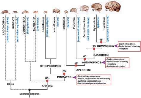 Simple Primate Phylogeny