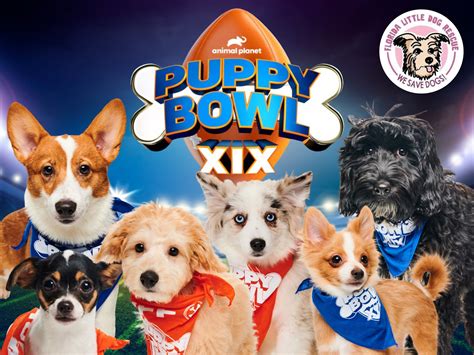 Puppy Bowl 2023 to feature local adoptable pups - Bungalower