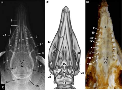 Ventrodorsal view of skull of the Dasypus novemcinctus by (a ...