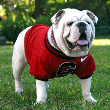 History of uga the mascot – Artofit