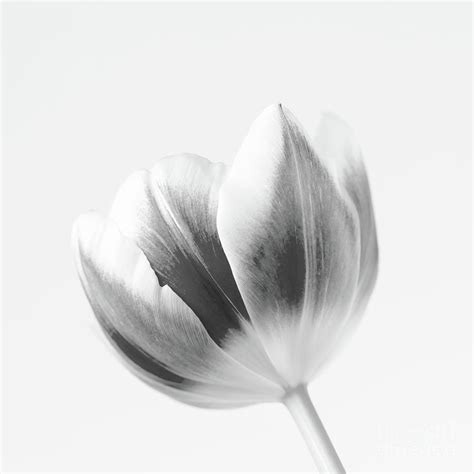 Black And White Tulip Photograph by Tanya C Smith - Fine Art America