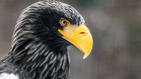 Steller's Sea Eagle Facts, Habitat, Diet, Life Cycle, Baby, Pictures