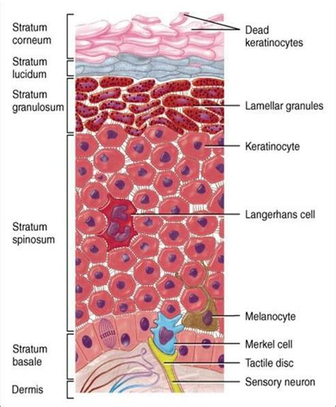 Layers of skin (*) C L G S B ... Note: basal layer is also known as stratum germinatum... and ...