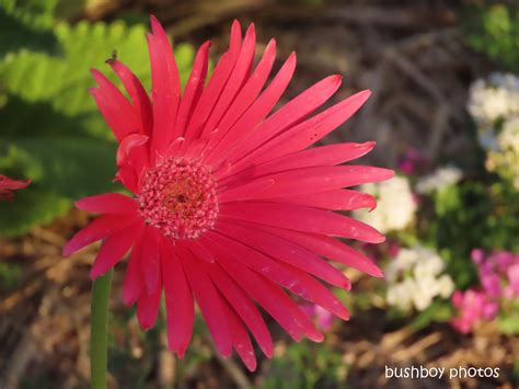 A bit of red in the garden – bushboys world