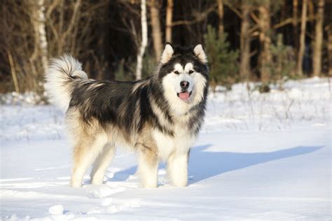 7 Things To Know Before Getting An Alaskan Malamute - Animalso