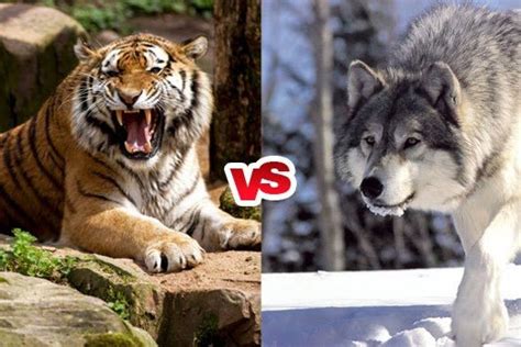 Do Wolves and Tigers Live in the Same Area