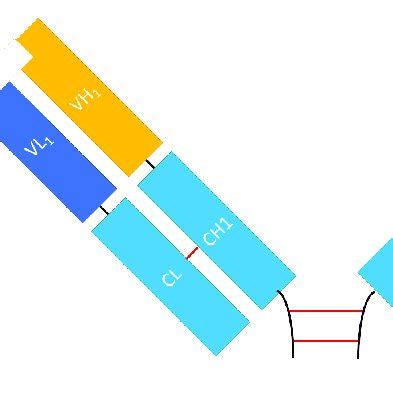 The structure of Fab and F(ab') 2 fragments. (A) Fab fragment composed ...