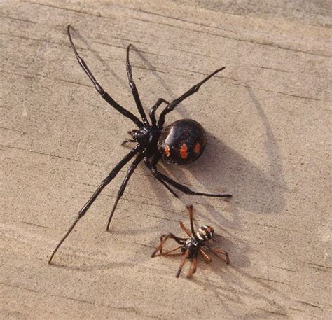 Latrodectus, The Black Widow Spider | Black widow spider, Female black ...