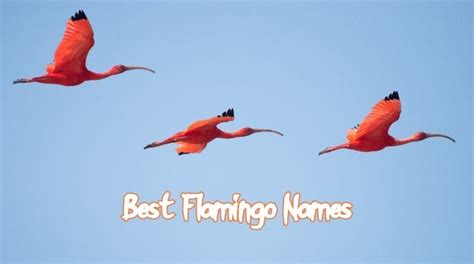 Top 320+ Best Names for Flamingos - PetPress