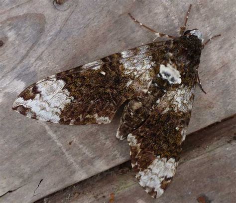 White Plagued Sphinx Moth from Trinidad - What's That Bug?