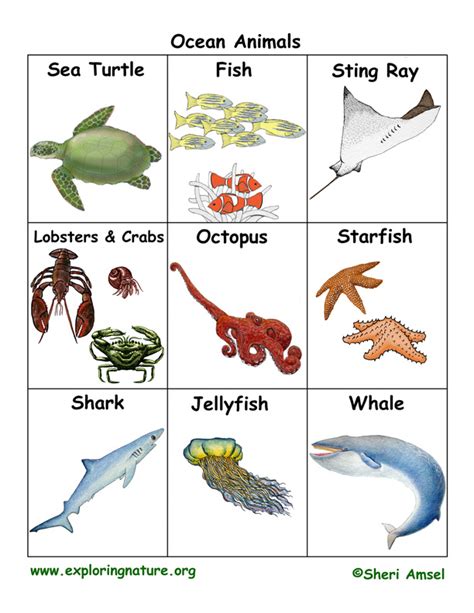 Ocean Animal Flashcards