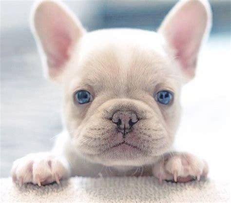 Oh my goodness this French Bulldog Puppy is so adorable & those gorgeous blue eyes | Bulldog ...