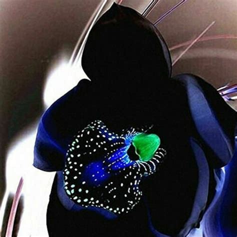 Rare Black Orchid Flower 50PCS Seeds Exotic Orchid Home Garden - Etsy