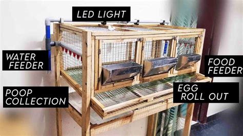 20 Homemade DIY Quail Cage Plans and Ideas