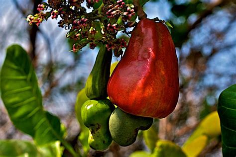 Cashew Nut & Fruit | Cashew trees grow wild here in Panama. … | Flickr