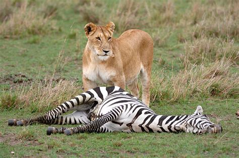 Best Lion Hunting Zebra Stock Photos, Pictures & Royalty-Free Images ...