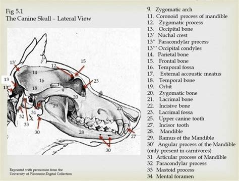 Anatomy of the Canine Spine - Physiopedia