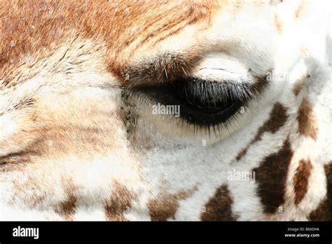 Giraffe eyelashes hi-res stock photography and images - Alamy