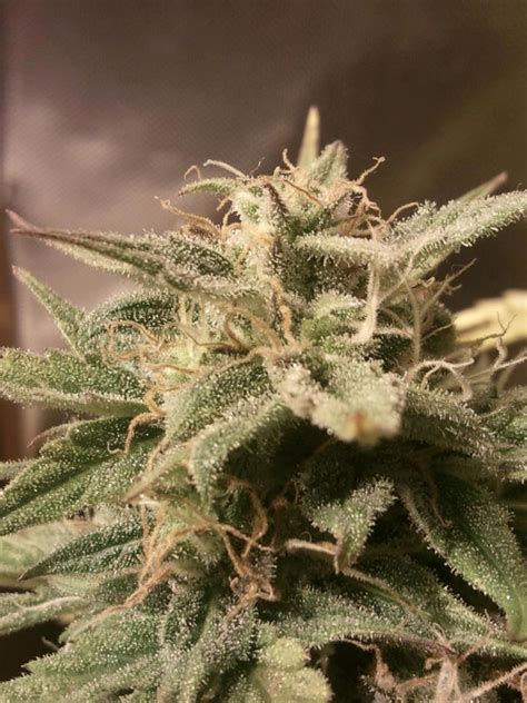 Buy Auto Bubble Feminised Seeds by from Cannabisseeds.ie