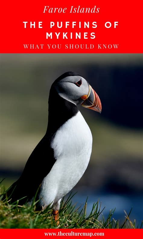 The Puffins of Mykines in the Faroe Islands - The Culture Map