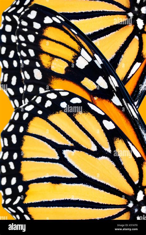 Monarch butterfly (Danaus Plexippus) wing pattern close up Stock Photo: 158004112 - Alamy