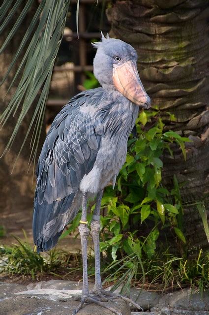 Shoebill | Flickr - Photo Sharing!