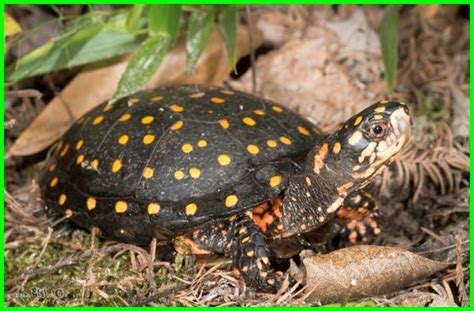 Hewan yang Hidup di Darat dan di Air - ekor9.com | Spotted turtle ...