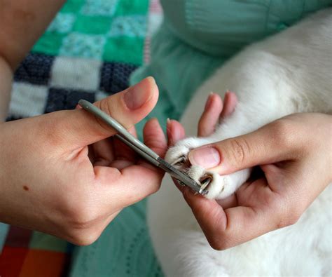 How to Trim Your Cat's Claws : 4 Steps (with Pictures) - Instructables