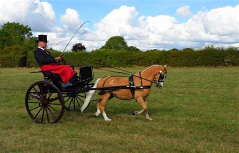 9 Types of Horse-Drawn Carriages (with Images)