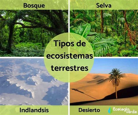 El Ecosistema Y Tipos De Ecosistemas Mind Map | Images and Photos finder