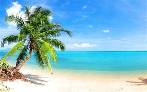 Download Horizon Turquoise Sea Ocean Tropical Beach Nature Palm Tree HD Wallpaper