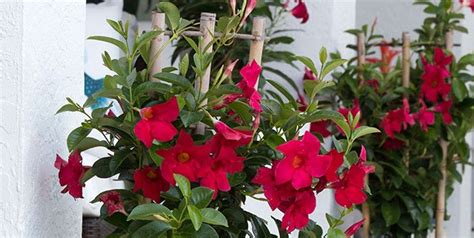 Mandevilla Care in Winter | Costa Farms | Winter plants, Plants, House plants