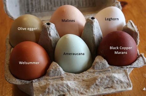 Black Copper Maran Egg Color Chart - chartdevelopment