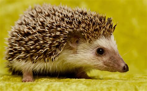 Download Animal Hedgehog HD Wallpaper