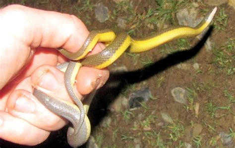 Yellow-bellied Sea Snake – "OCEAN TREASURES" Memorial Library