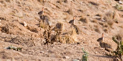 DNA profiling solves Australian rabbit plague puzzle