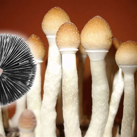 Stropharia Spore Print | Premium Magic Mushroom Spores