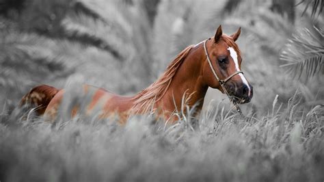 Arabian Horse Wallpaper (55+ images)