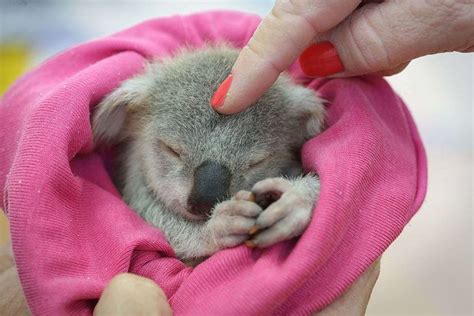 101 best images about ♥ Koala Bears ♥ on Pinterest | Parks, Mothers and ...