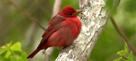 Great Texas Wildlife Trails - Wildlife - TPWD