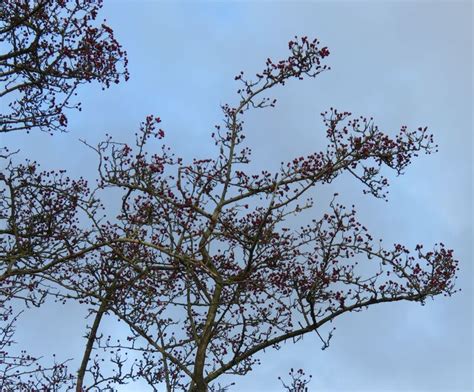 A Hawthorn Hedge - Cumbria Naturally